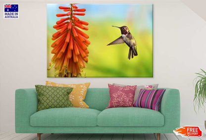 Tiny Hummingbird View Photograph Print 100% Australian Made