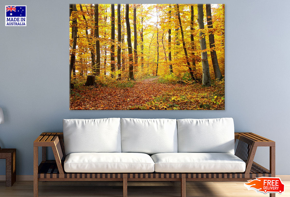 Autumn Forest Photograph Print 100% Australian Made