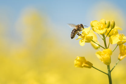 Bee on Yellow Flower Plant View Photograph Print 100% Australian Made