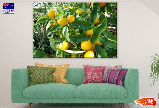 Lemon Tree Photograph Print 100% Australian Made