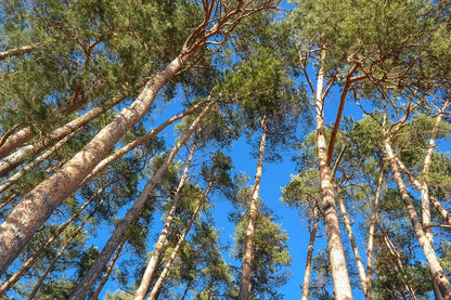 Large Tree Under Blue Sky Photograph Print 100% Australian Made