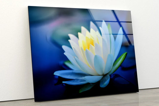 White Flower Closeup Photograph Acrylic Glass Print Tempered Glass Wall Art 100% Made in Australia Ready to Hang