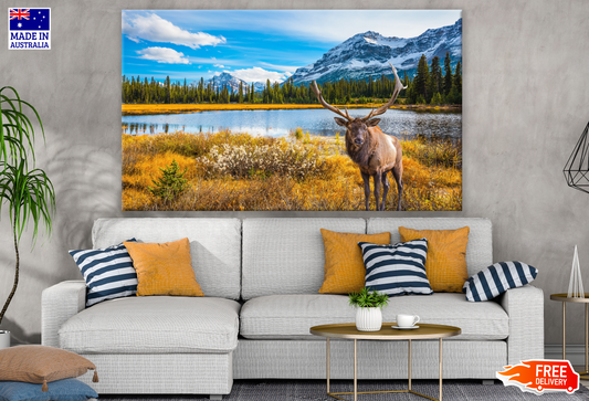 Elk in A Stunning Natural Bacground with Lake Photograph Print 100% Australian Made