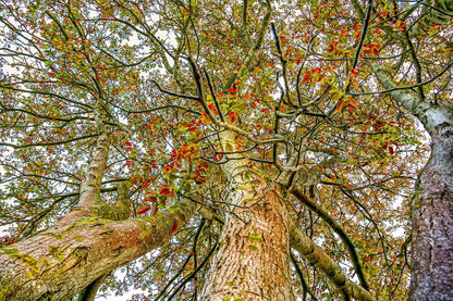 Autumn Tribe Trees Under View Photograph Print 100% Australian Made