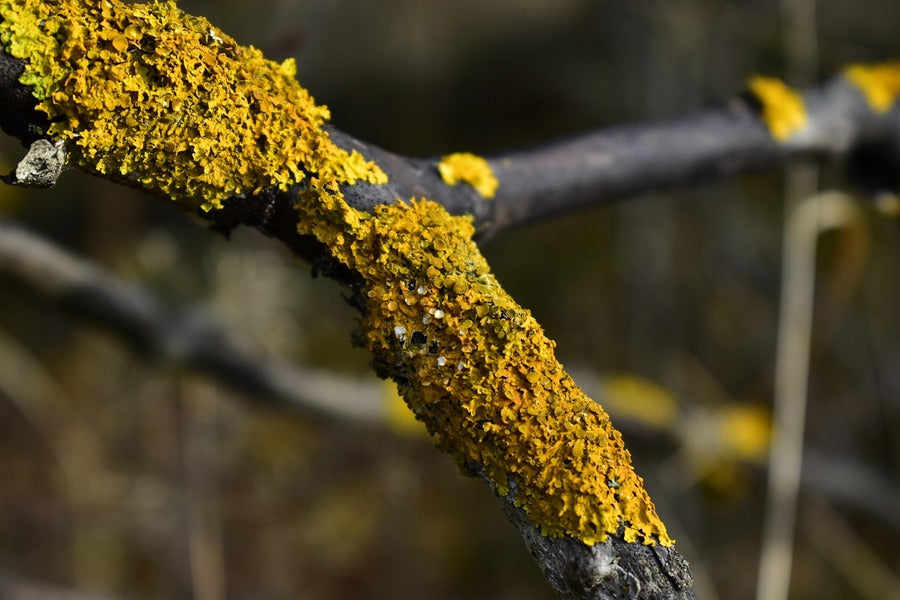 Lichen on Tree Branch Photograph Print 100% Australian Made