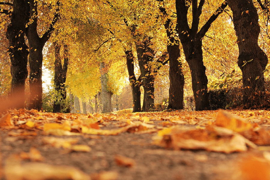 Autumn Trees Scenery Photograph Print 100% Australian Made