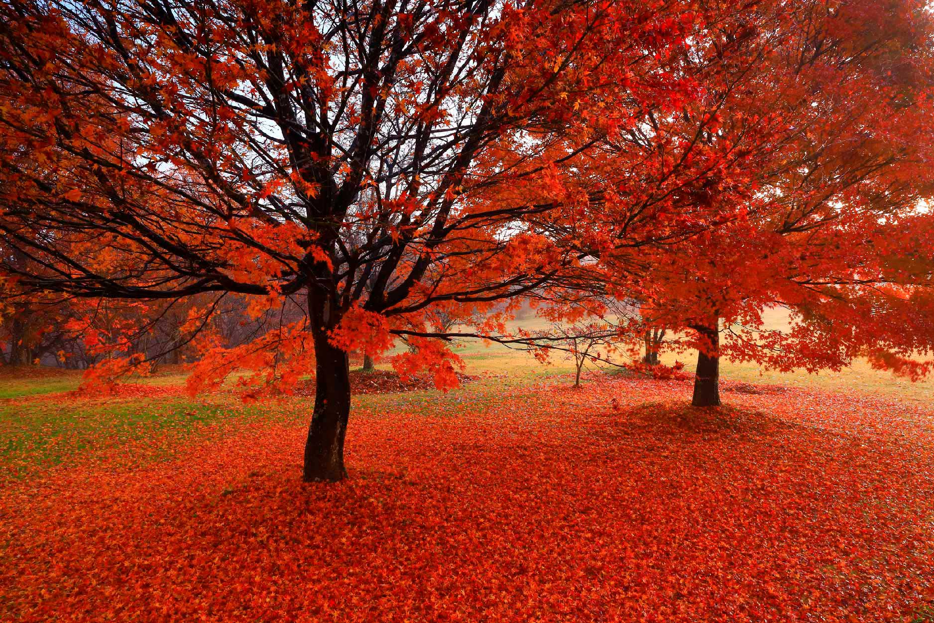 Bella Home Red Autumn Trees With Leaves Fallen Print Canvas Ready to hang