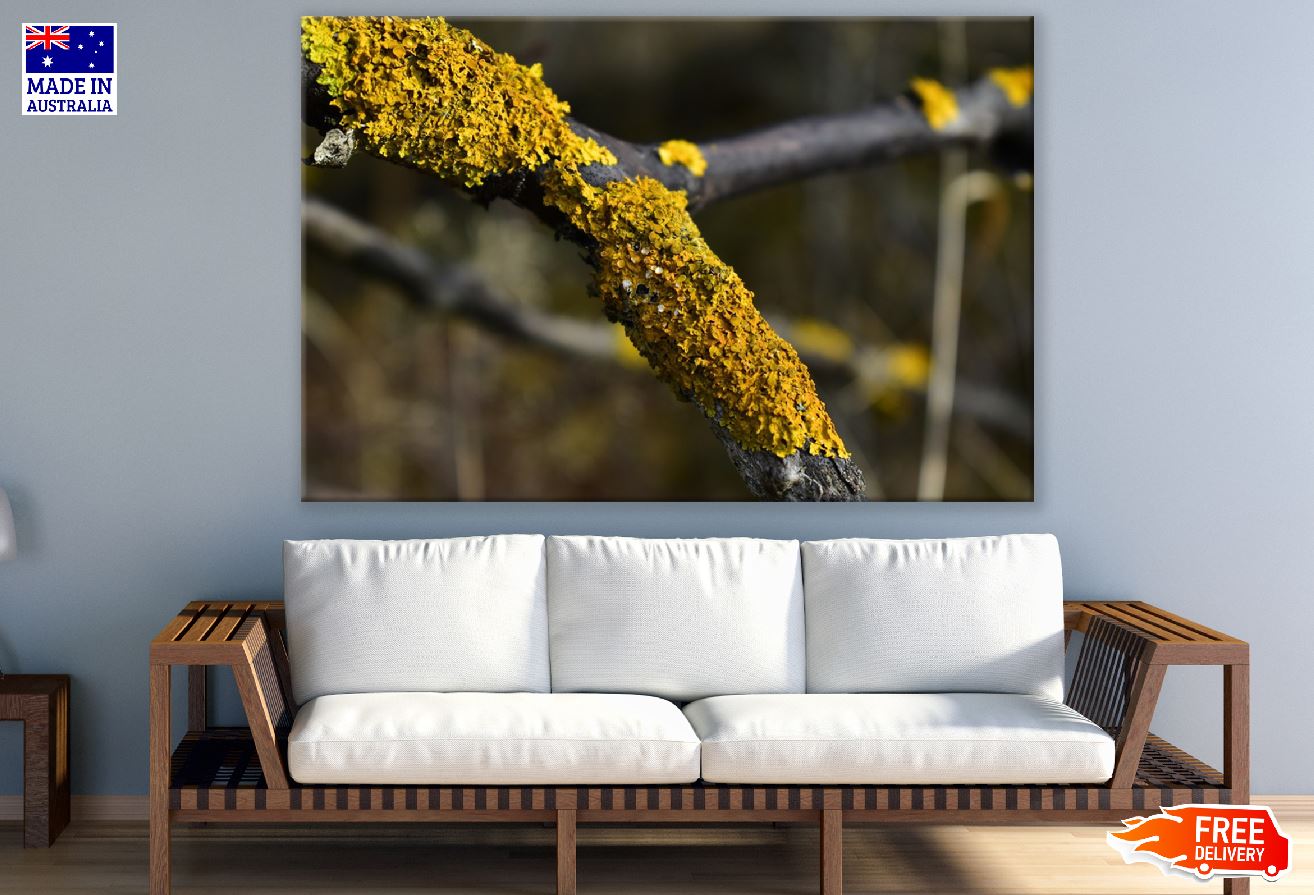 Lichen on Tree Branch Photograph Print 100% Australian Made