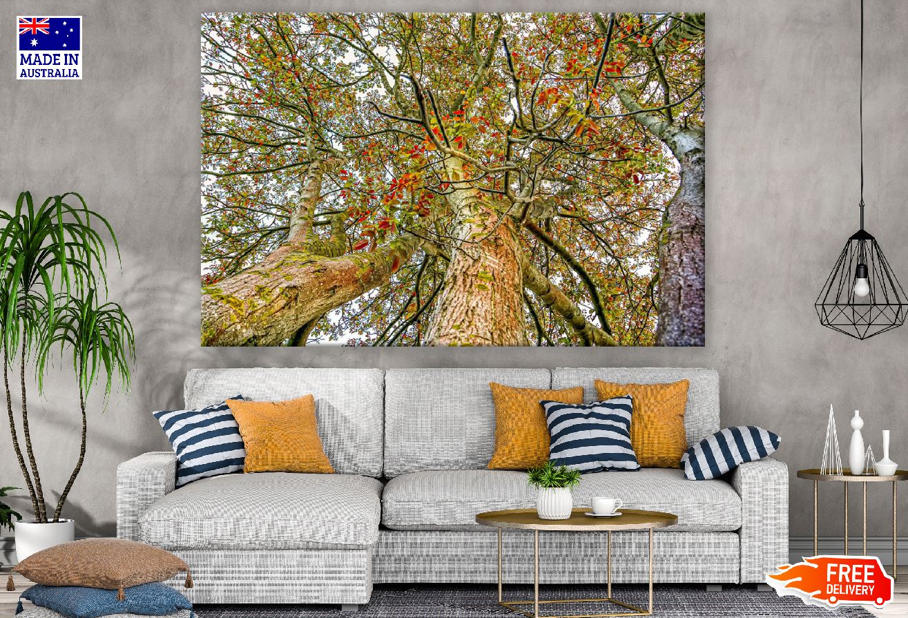 Autumn Tribe Trees Under View Photograph Print 100% Australian Made