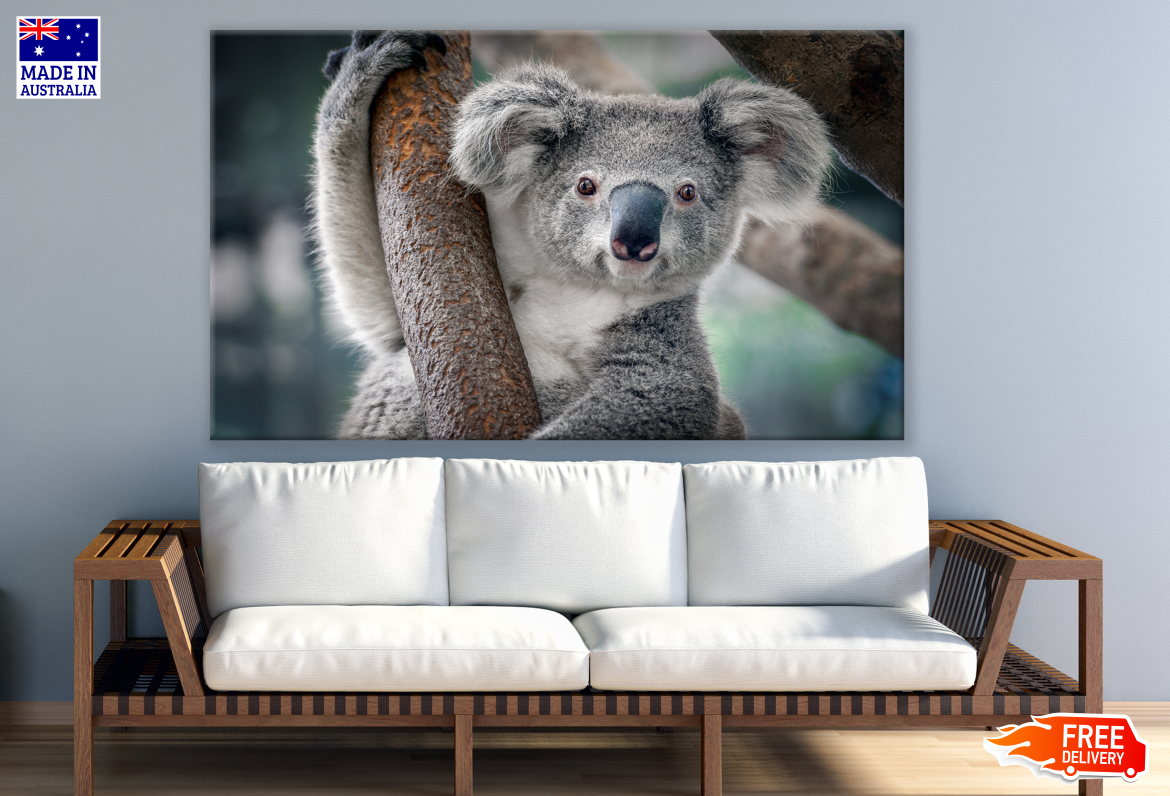 Koala Bear on a Tree Print 100% Australian Made