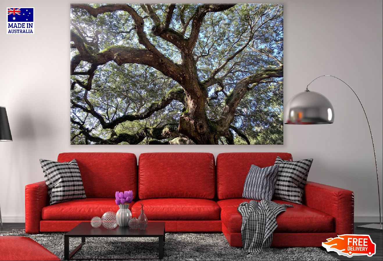 Live Oak Tree View From Below Photograph Print 100% Australian Made