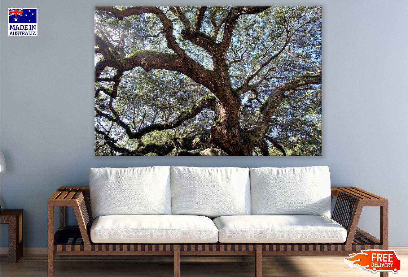 Live Oak Tree View From Below Photograph Print 100% Australian Made