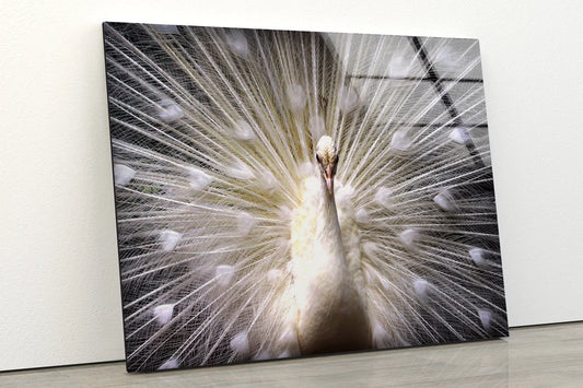 White Peacock Bird Closeup Photograph Acrylic Glass Print Tempered Glass Wall Art 100% Made in Australia Ready to Hang