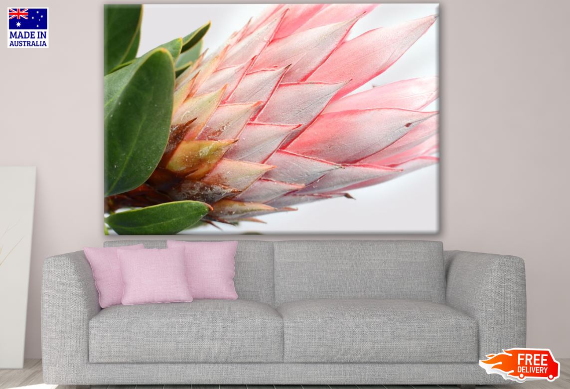 Red Protea Plant Close up Photograph Print 100% Australian Made