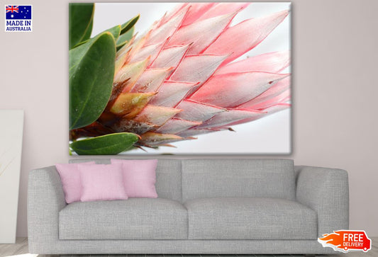 Red Protea Plant Close up Photograph Print 100% Australian Made