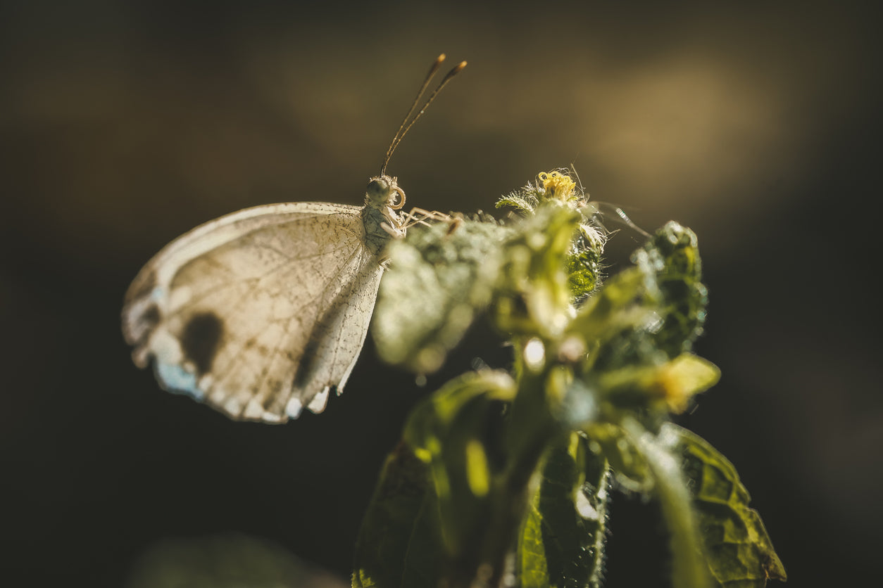 Little Brown Butterfly Photograph Print 100% Australian Made