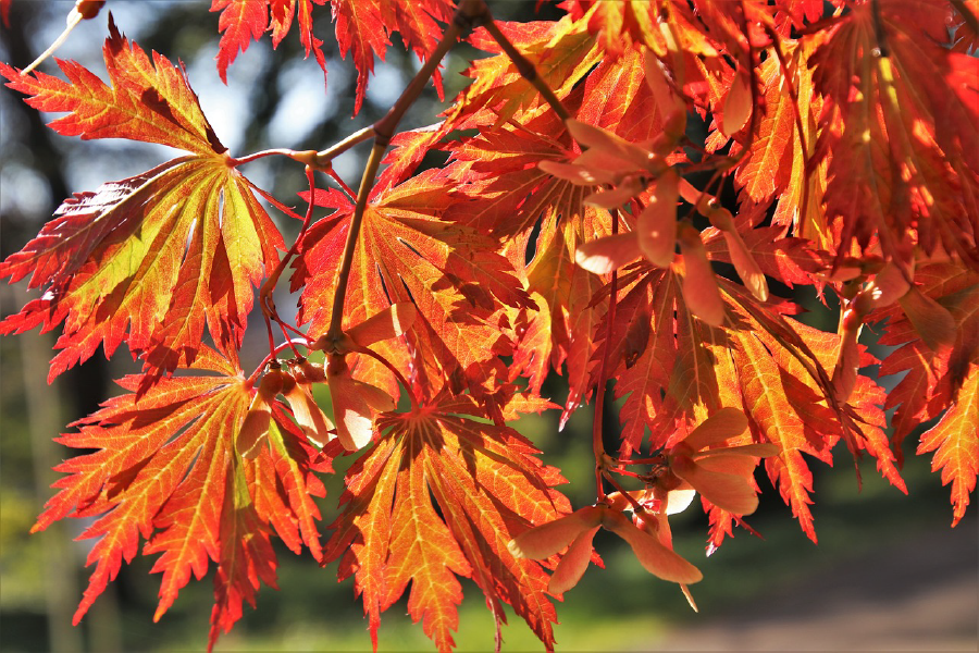 Orange Leaves Closeup Photograph Print 100% Australian Made