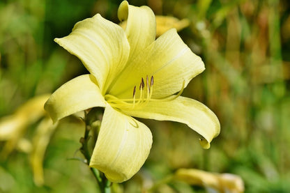 Yellow Lily Flower Closeup Photograph Print 100% Australian Made