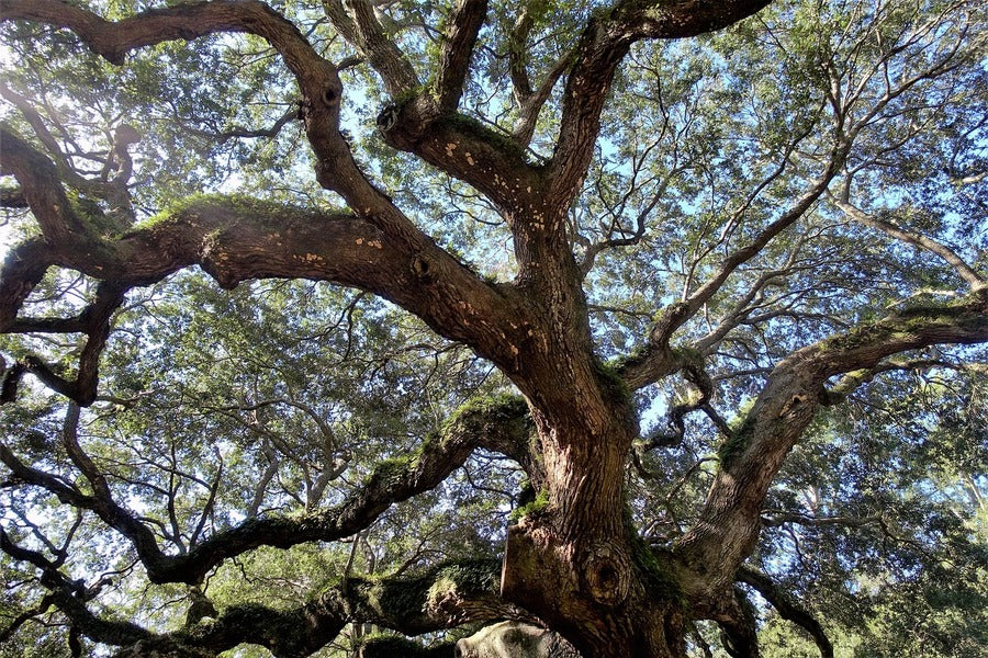 Live Oak Tree View From Below Photograph Print 100% Australian Made