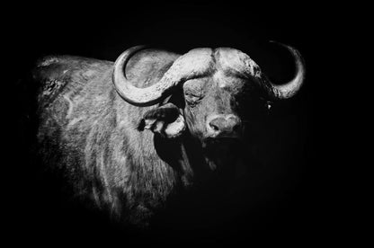 Buffalo Portrait B&W Photograph Home Decor Premium Quality Poster Print Choose Your Sizes