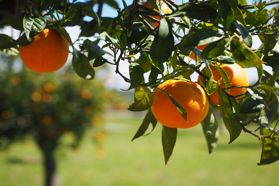 Orange Tree With Fruit Closeup Photograph Print 100% Australian Made