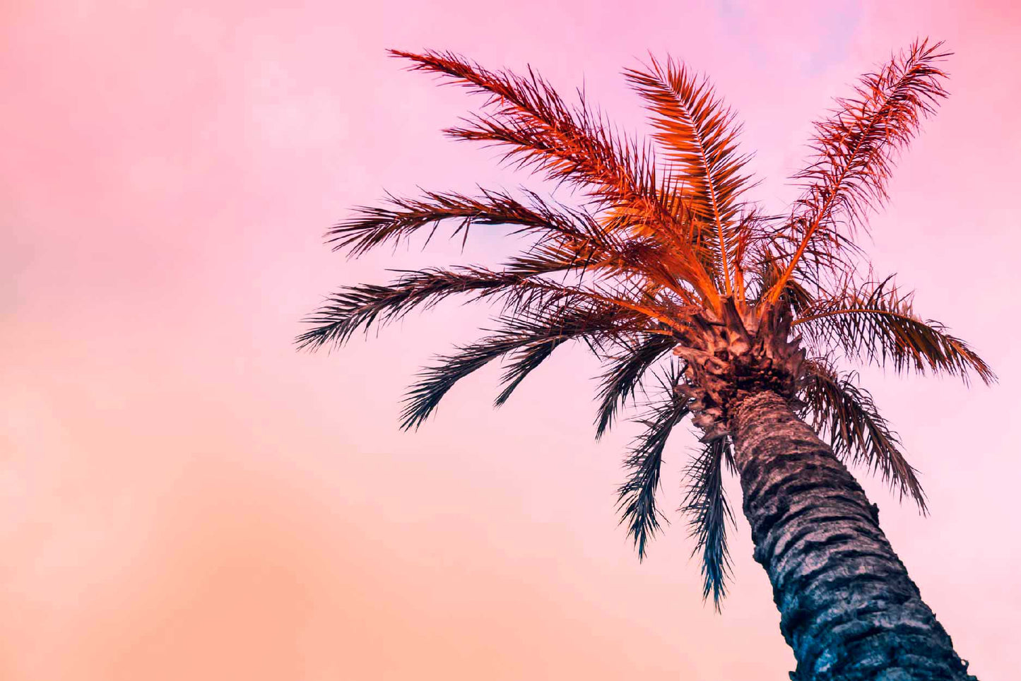 Bella Home Space Tropical Palm Tree & Pink Sky Print Canvas Ready to hang