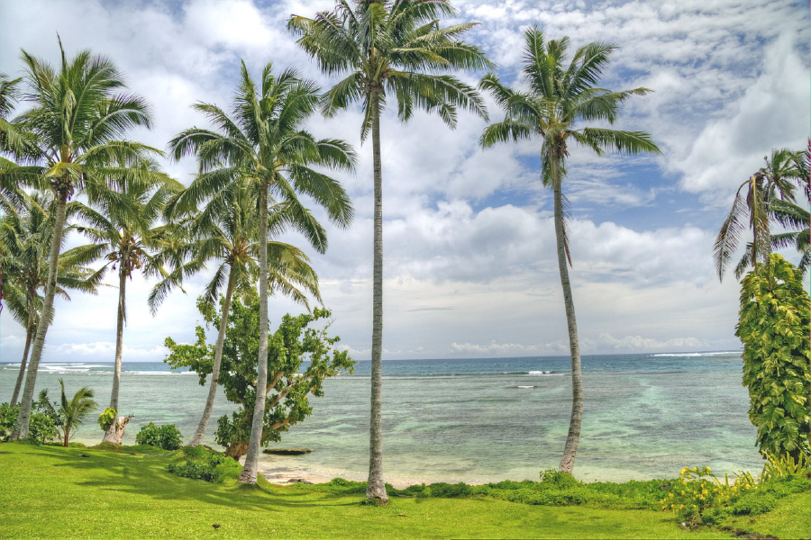 Palm Trees Near Sea Scenery Photograph Print 100% Australian Made