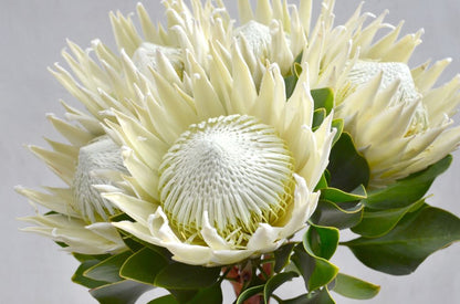 Wallpaper Murals Peel and Stick Removable White Protea Flower High Quality