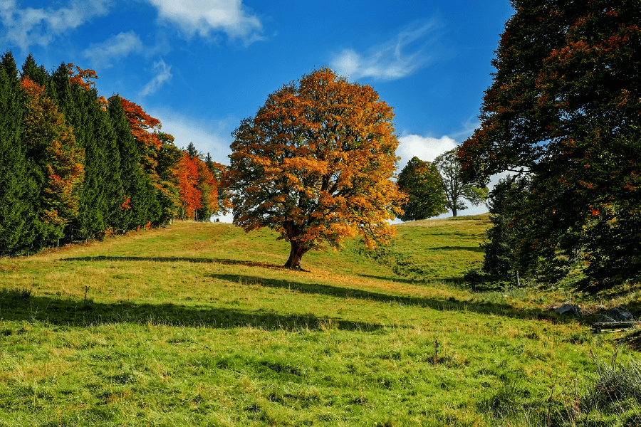 Tree Autumn Forest Landscape Photograph Print 100% Australian Made