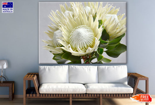 White Protea Flower Closeup Photograph Print 100% Australian Made