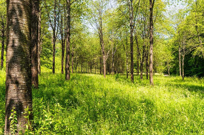 Grass & Trees Photograph Print 100% Australian Made