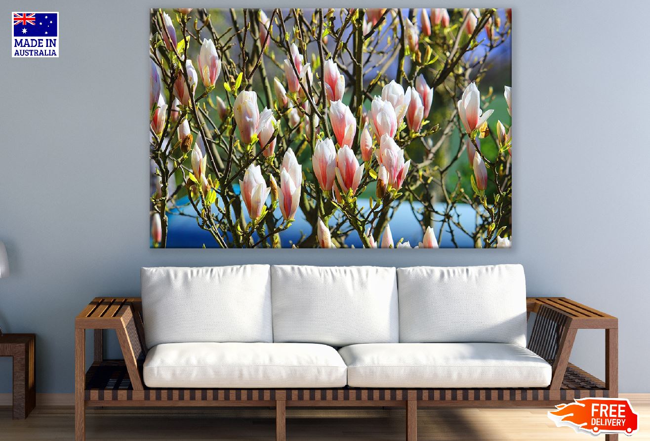 Magnolia Tree Photograph Print 100% Australian Made