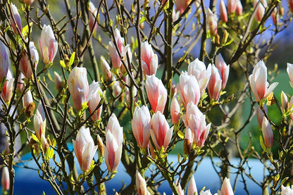 Magnolia Tree Photograph Print 100% Australian Made