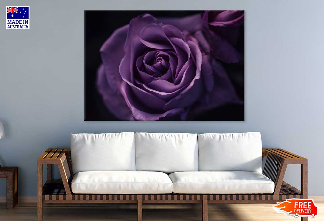 Purple Rose on Dark Closeup View Photograph Print 100% Australian Made