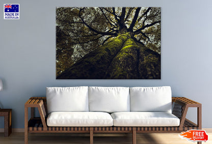 Thick old Tree View From Below Photograph Print 100% Australian Made