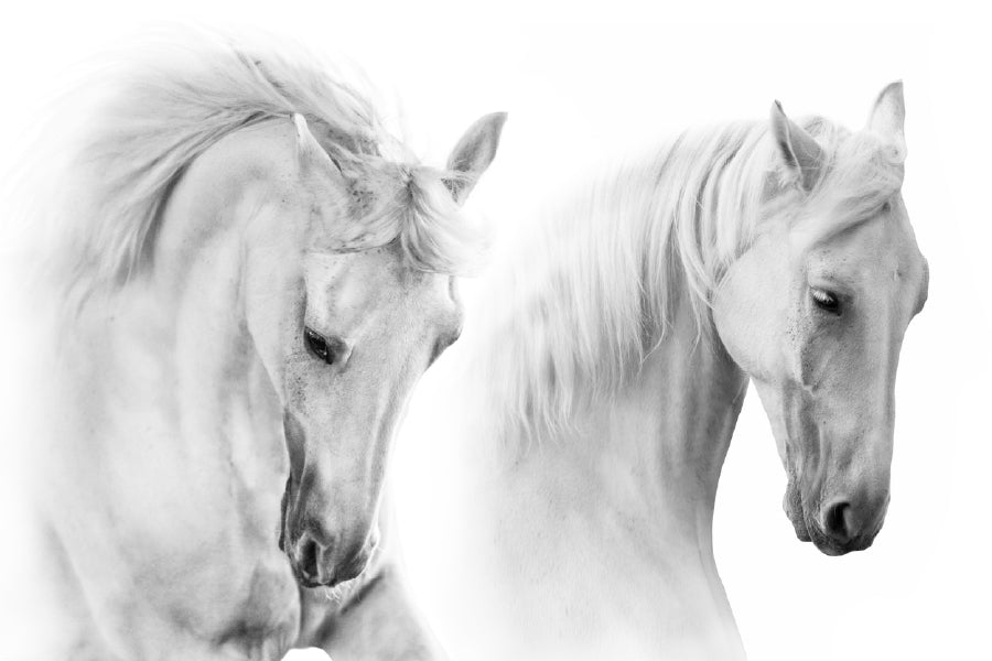 White Horses Closeup Photograph Print 100% Australian Made