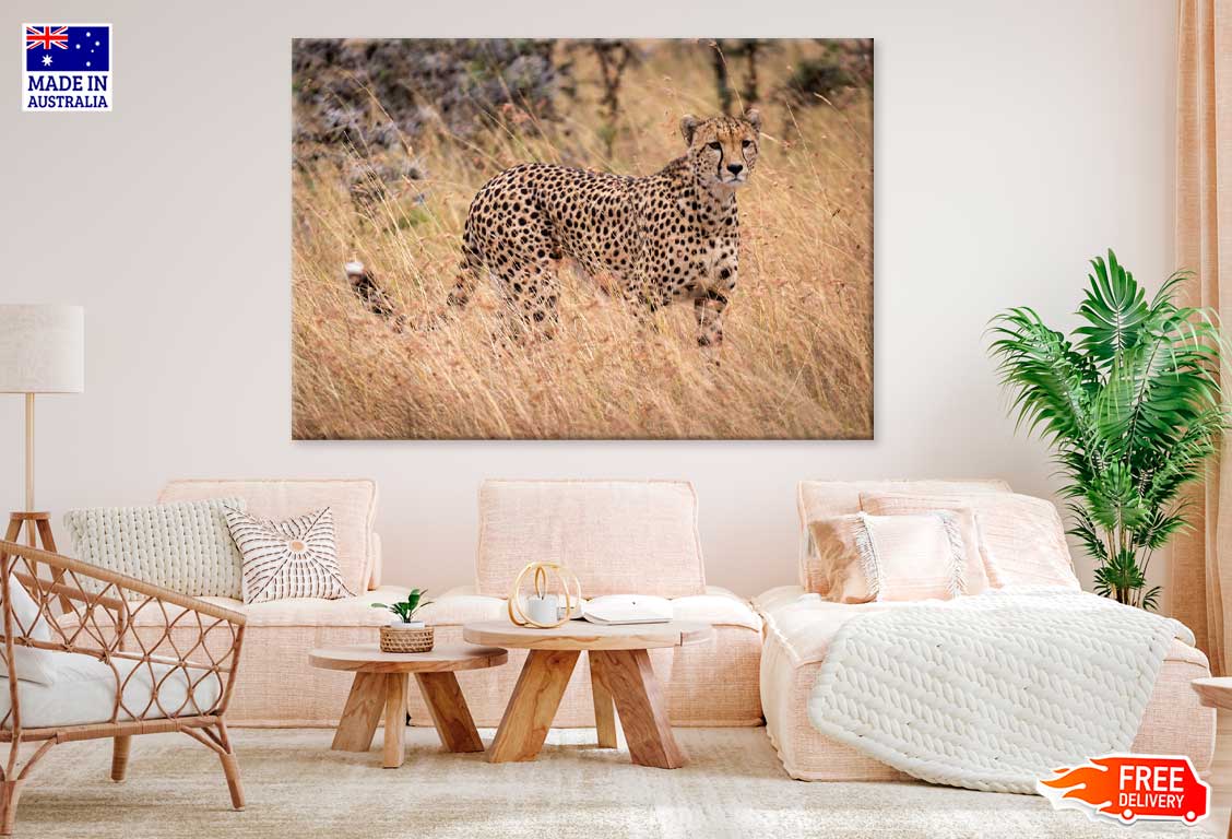 African Cheetah Walking Field Photograph Print 100% Australian Made