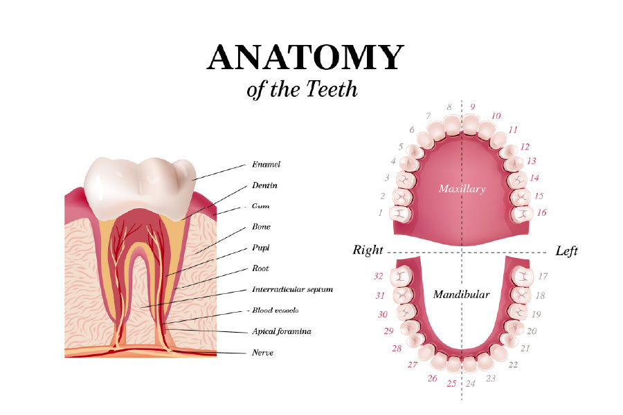 Adult Tooth Anatomy Chart Vector Art Print 100% Australian Made