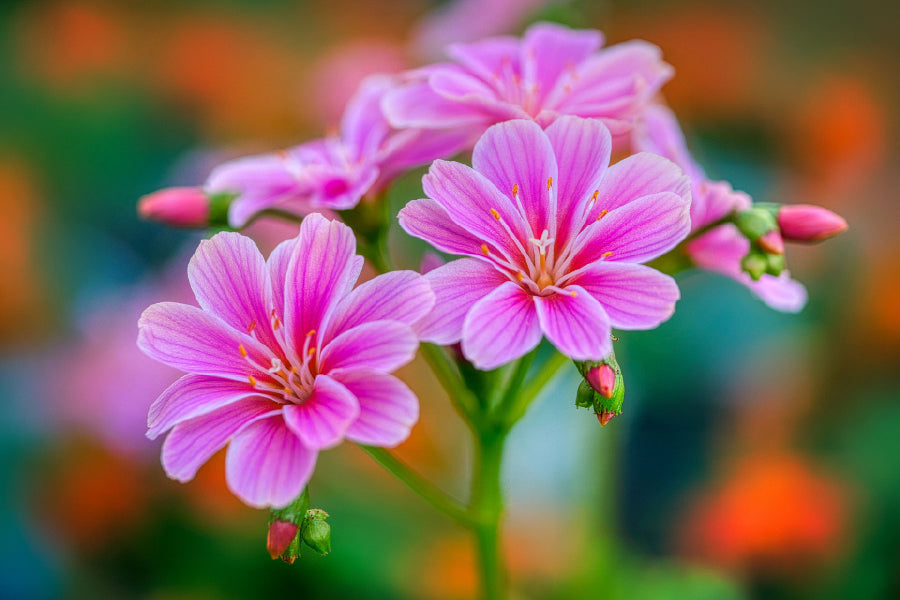 Pink Lewisia Flowers Closeup View Photograph Print 100% Australian Made