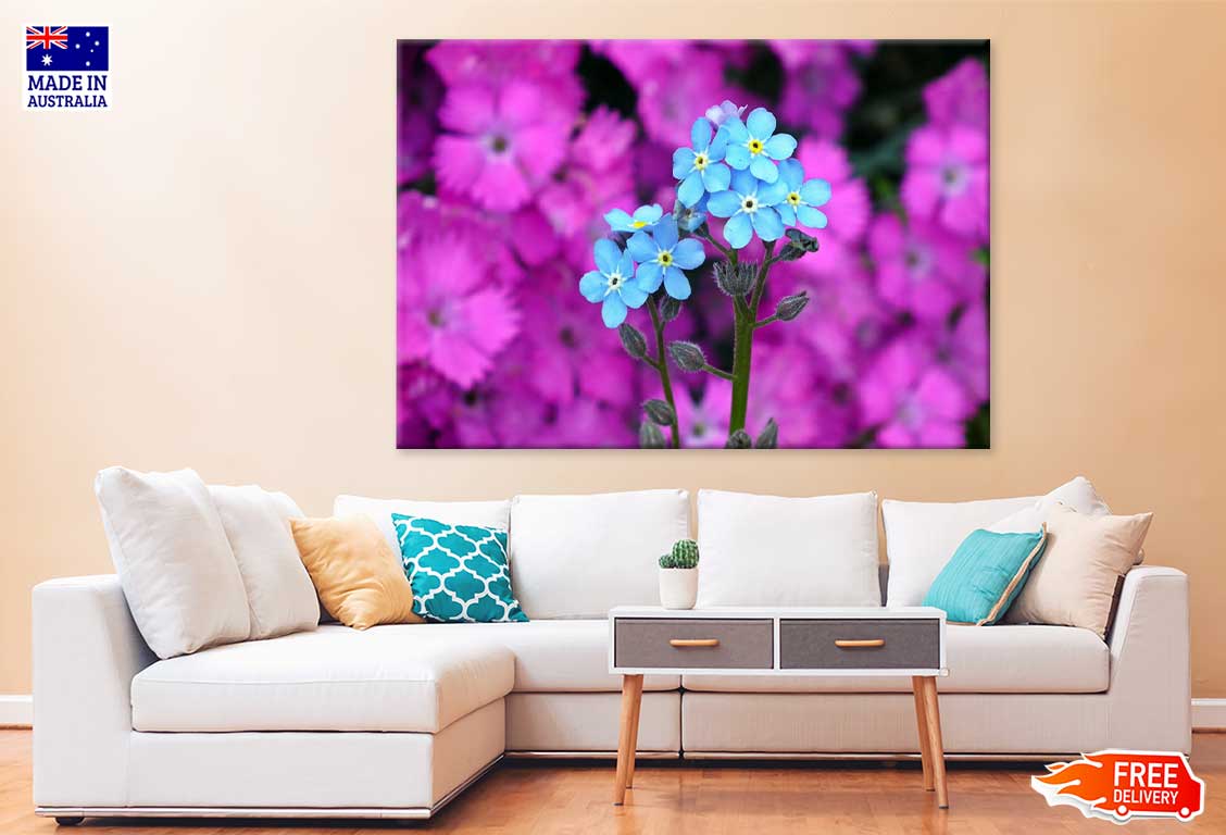 Myosotis Alpestris Blue Flowers View Photograph Print 100% Australian Made