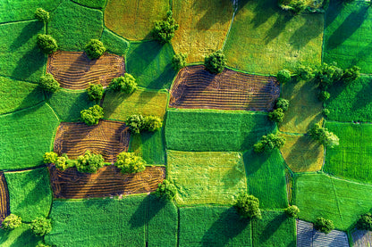 Aerial View of Rice Fields in Mekong Delta in Vietnam Photograph Print 100% Australian Made