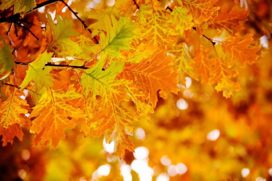 Autumn Tree Leaves Branch View Photograph Print 100% Australian Made