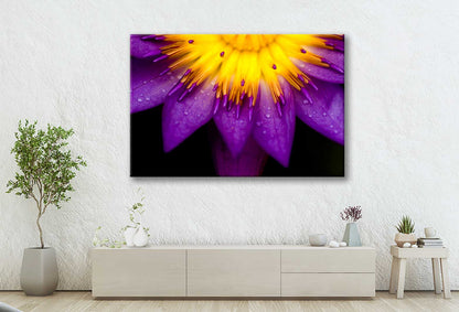 Bella Home Lotus For Conceptual Purpose Plant Print Canvas Ready to hang