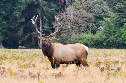 Elk in Forest Photograph Print 100% Australian Made