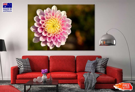 White Pink Dahlia Closeup View Photograph Print 100% Australian Made