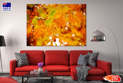 Autumn Tree Leaves Branch View Photograph Print 100% Australian Made