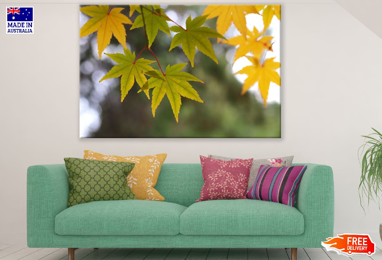 Green & Yellow Maple Leaves Photograph Print 100% Australian Made