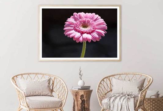 Pink Gerbera Flower on Dark View Photograph Home Decor Premium Quality Poster Print Choose Your Sizes