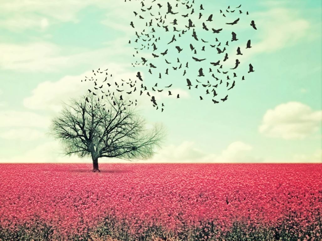 Tree & Flower Field Scenery Photograph Home Decor Premium Quality Poster Print Choose Your Sizes