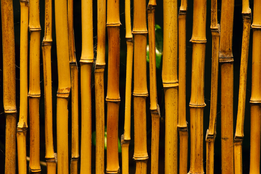 Bamboo Closeup View Photograph Home Decor Premium Quality Poster Print Choose Your Sizes